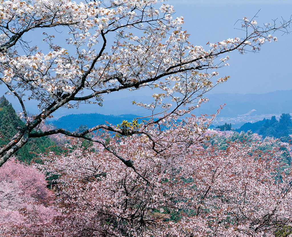 吉野の桜