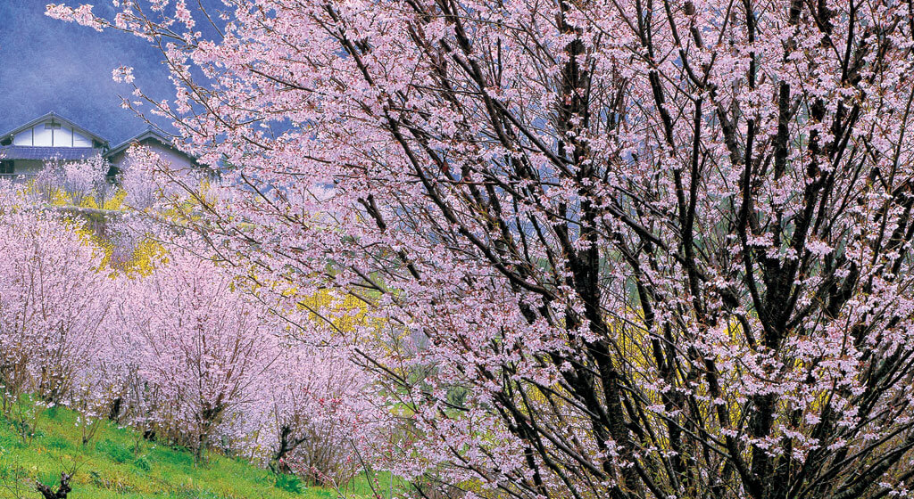 吉野の桜