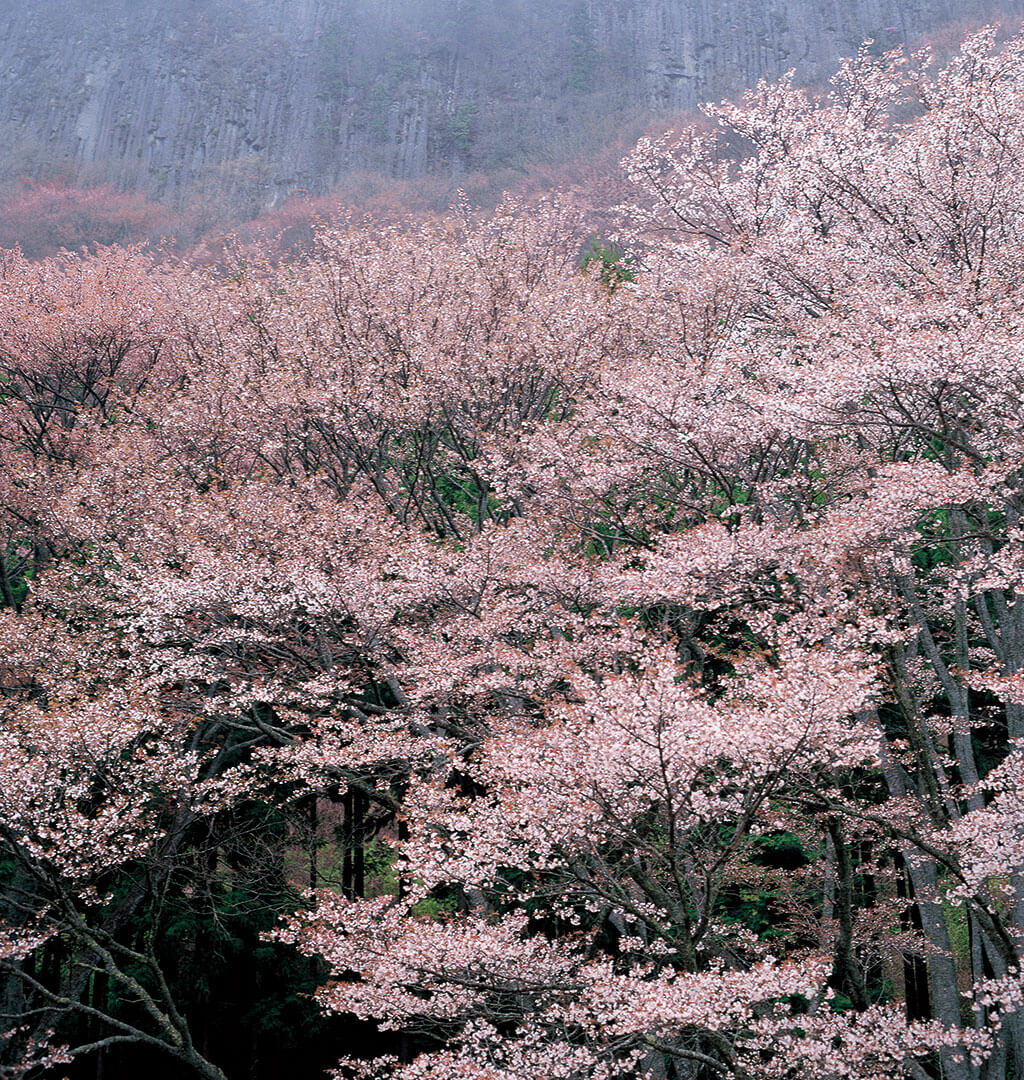 奥吉野の桜