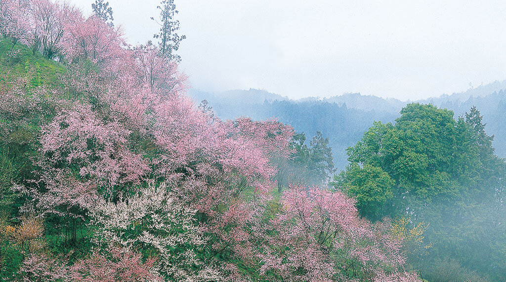 吉野の桜_奥千本
