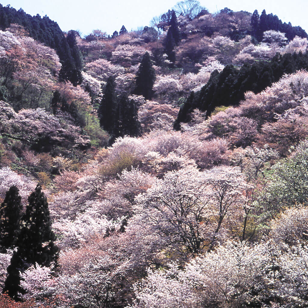 吉野の桜_滝桜千本