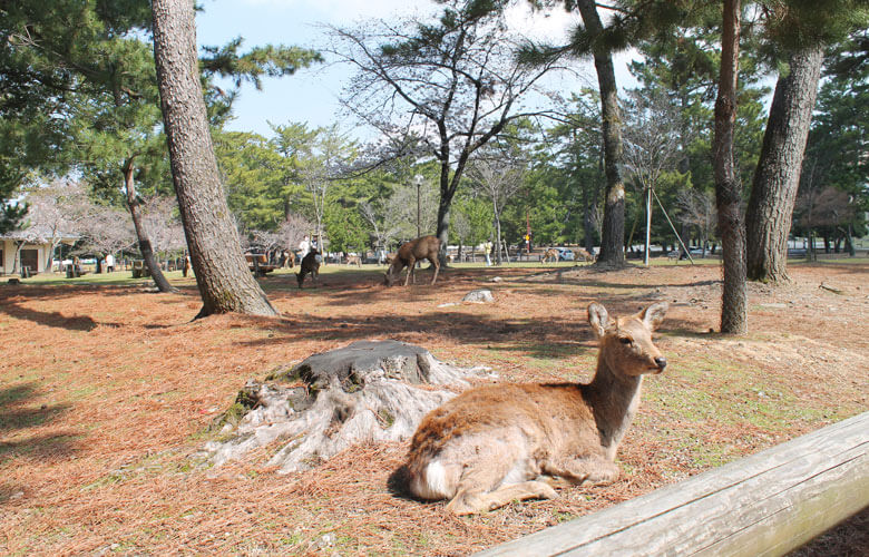 奈良公園内風景